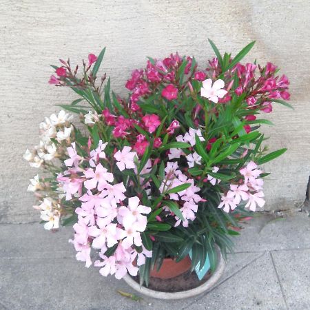 Noaillac Aux Vieux Fours B&B 외부 사진