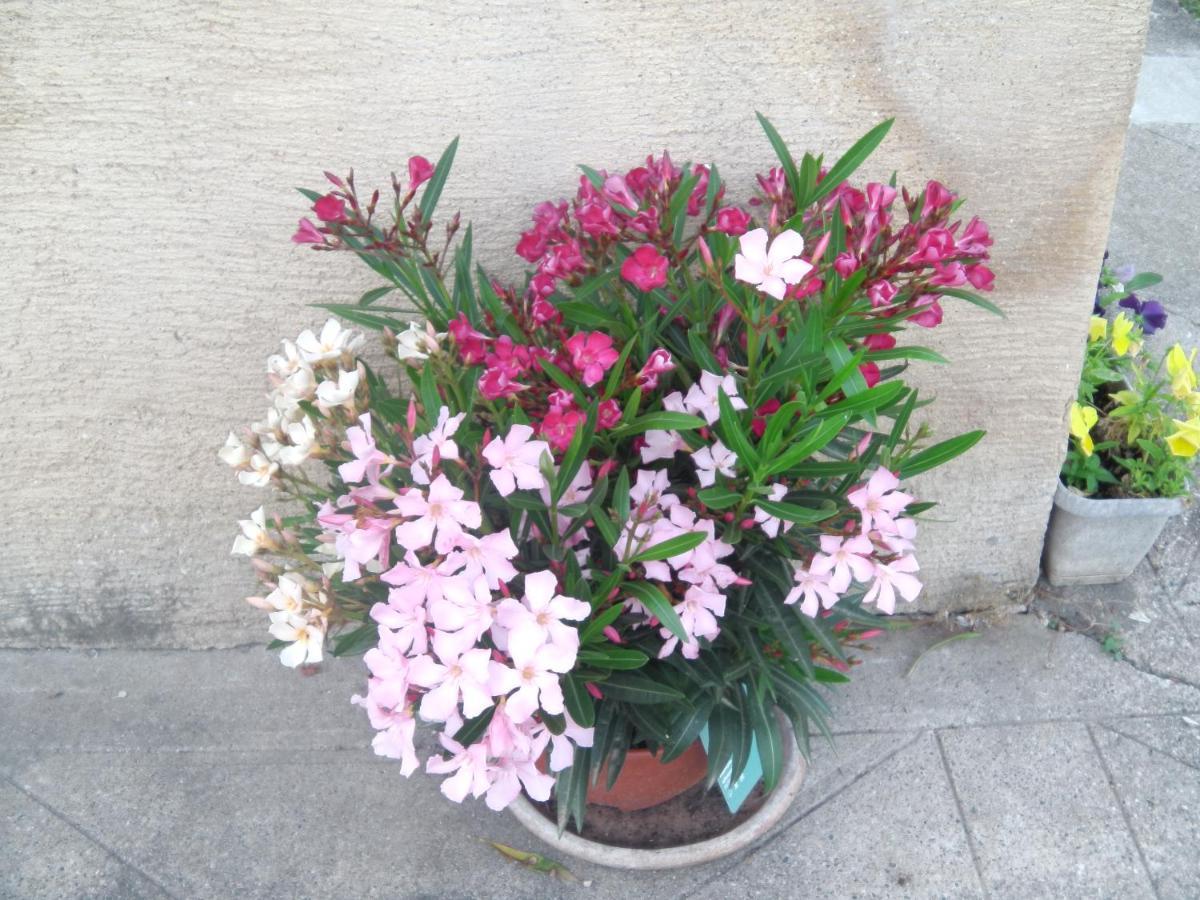 Noaillac Aux Vieux Fours B&B 외부 사진